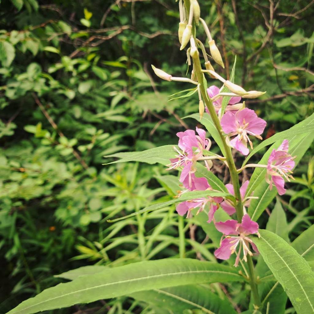 Photo: Fireweed Photo: Fireweed