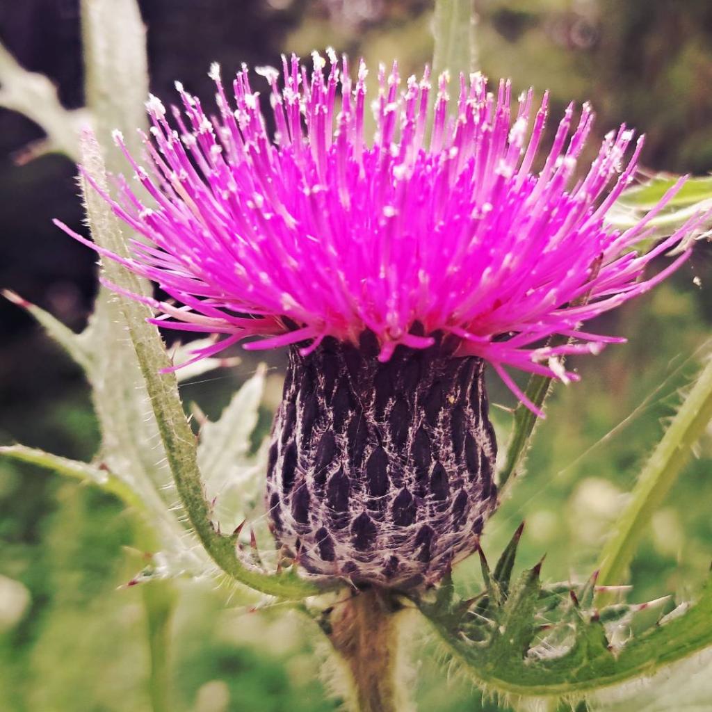Photo: Bull Thistle Photo: Bull Thistle