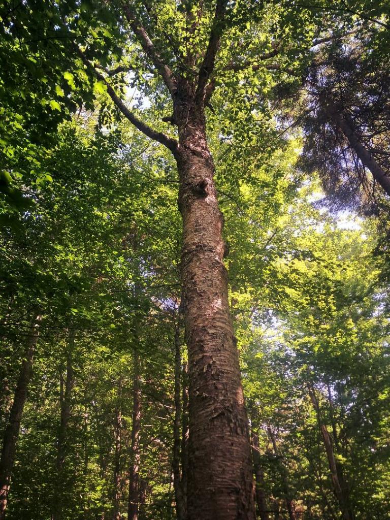 Photo: Giants Hiking Mitchells Pond Mountain Photo: Giants Hiking Mitchells Pond Mountain