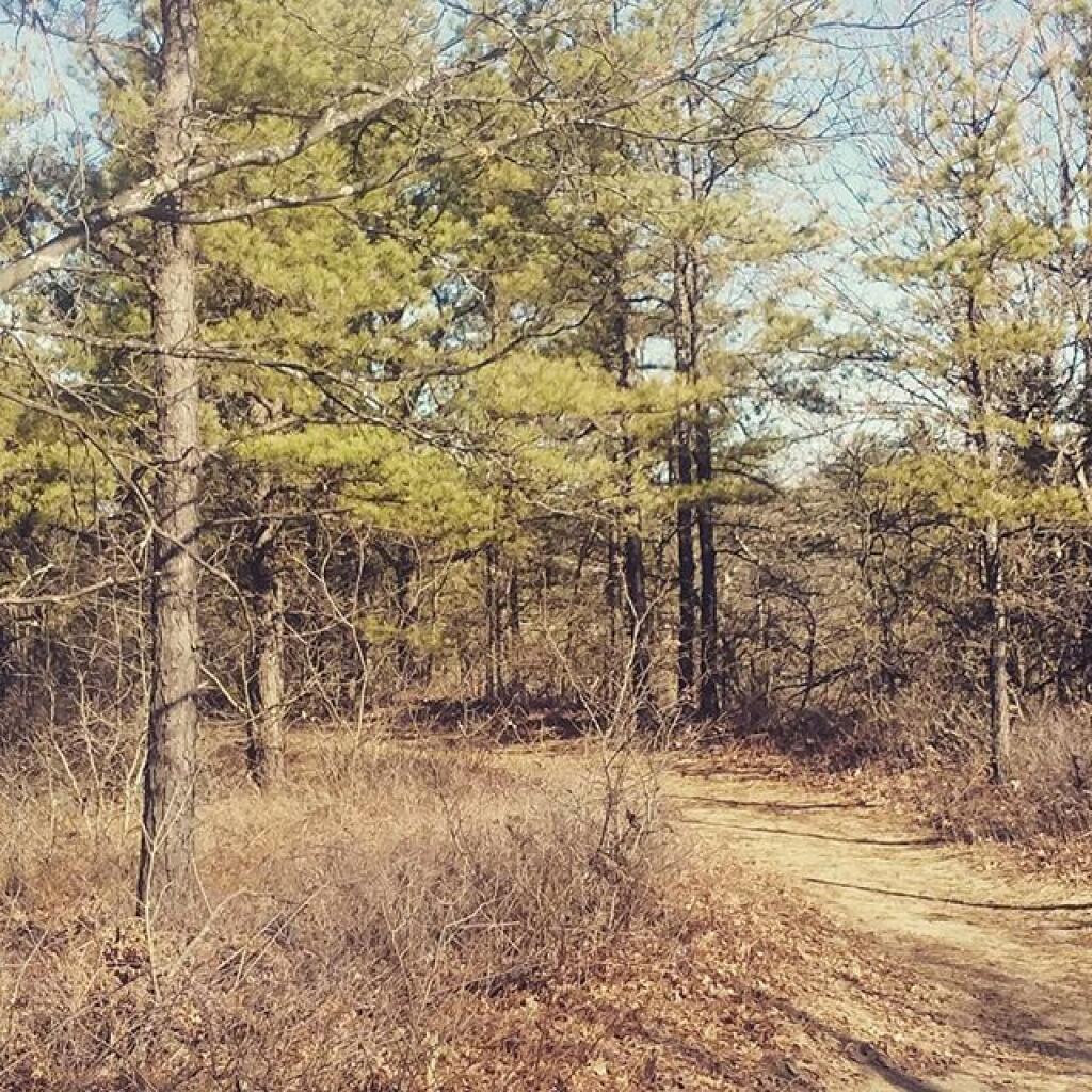 Photo: Overlook Dune Trail Photo: Overlook Dune Trail