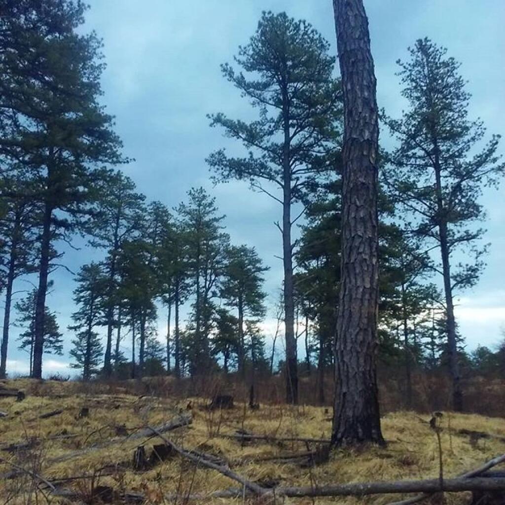 Photo: The land of the pines Photo: The land of the pines
