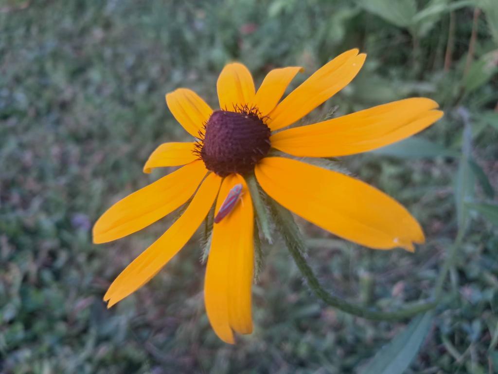 Photo: Black Eye Susan [Expires July 31 2026]