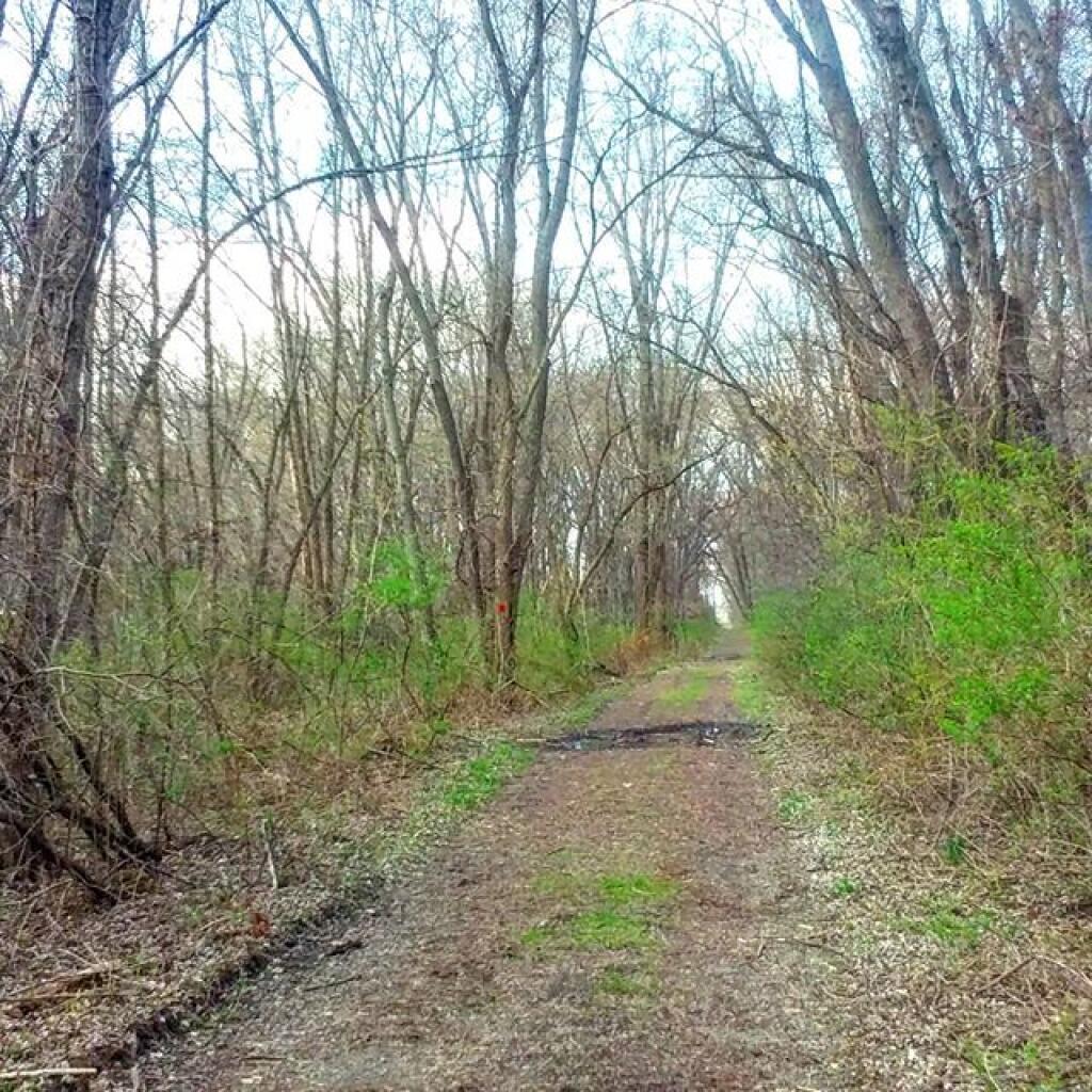 Photo: Starting to green up nicely