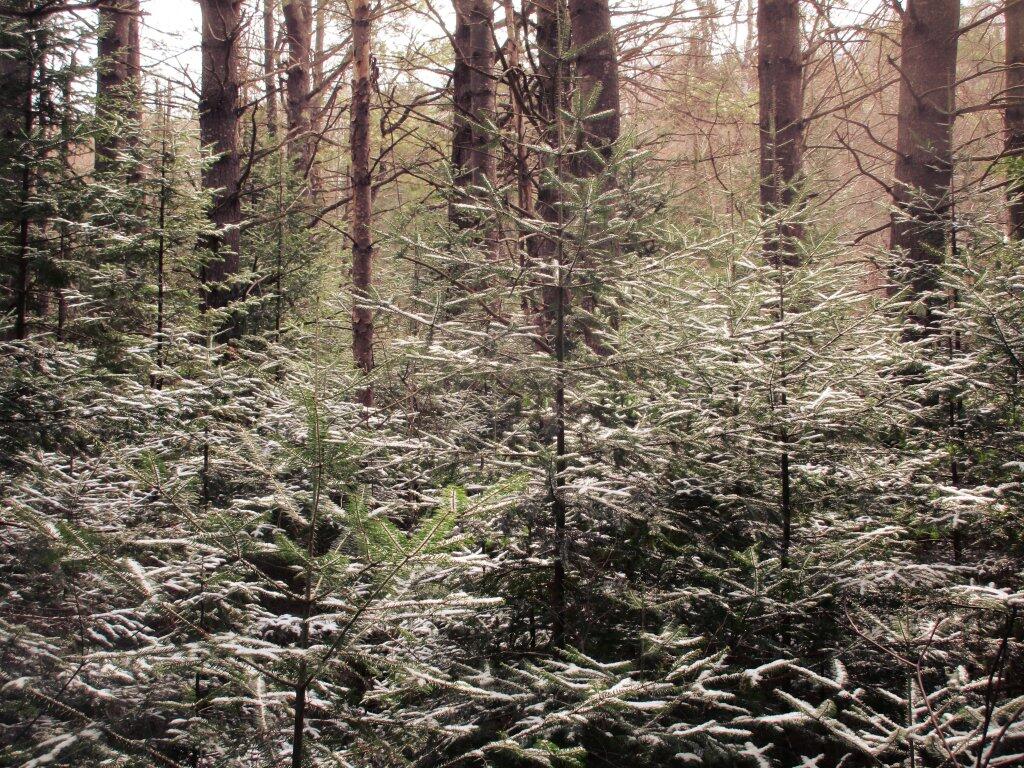 Photo: Snow Covered Branches