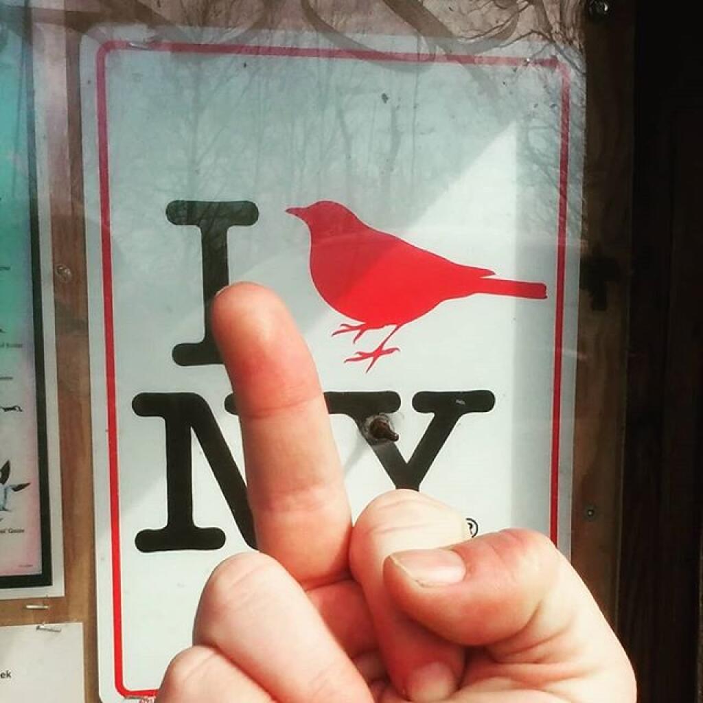 Photo: I Bird New York Photo: I Bird New York