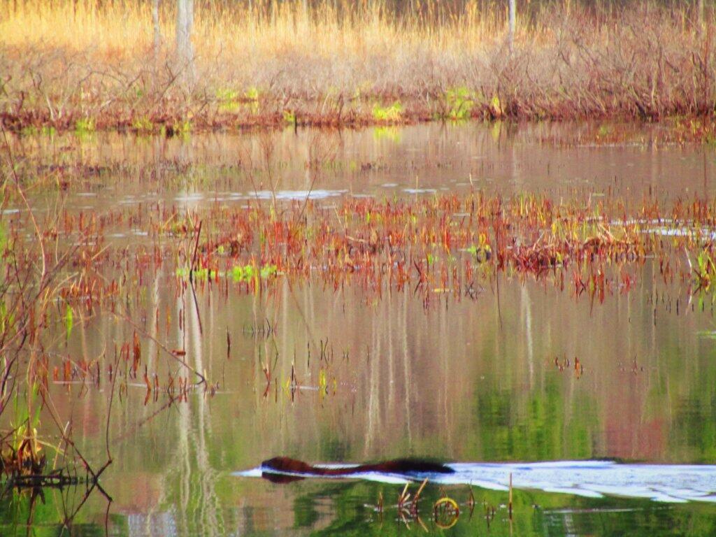 Photo: Swam Away