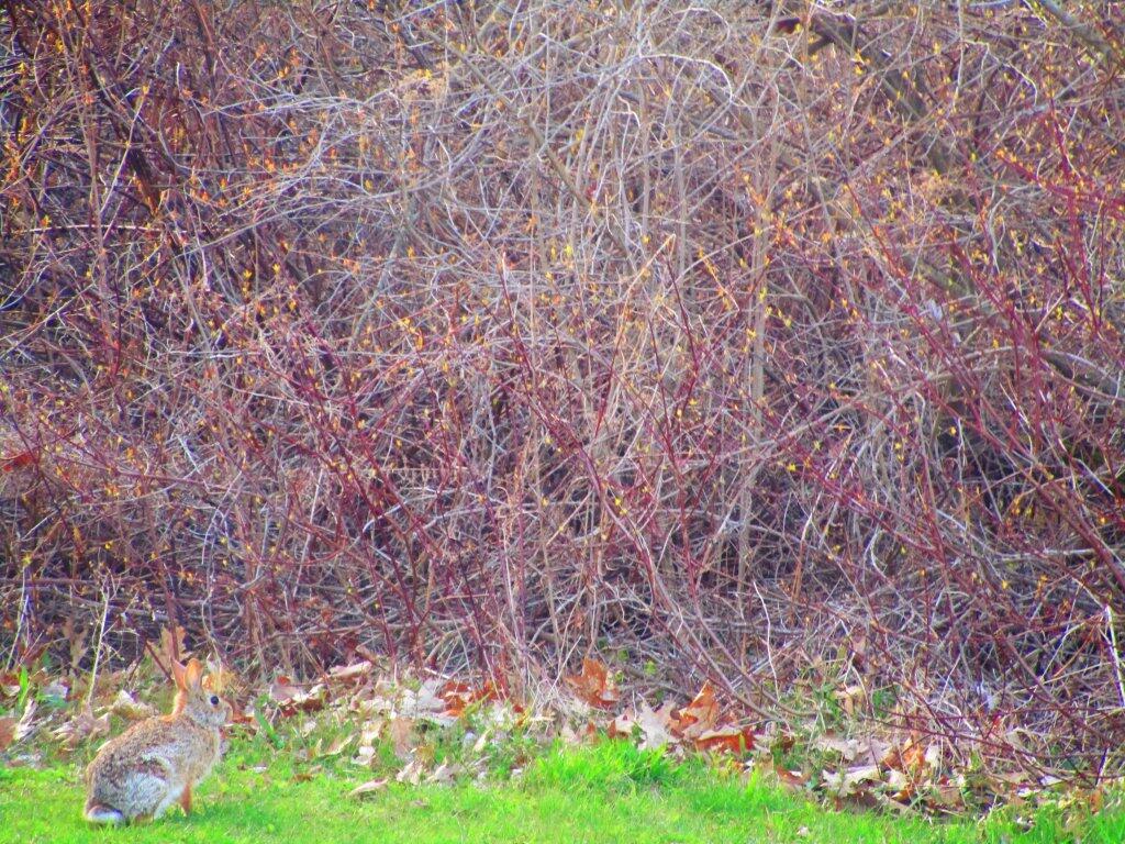 Photo: Rabbit Photo: Rabbit