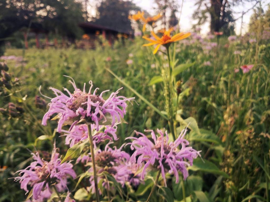 Photo: Bee Balm [Expires August 4 2026]