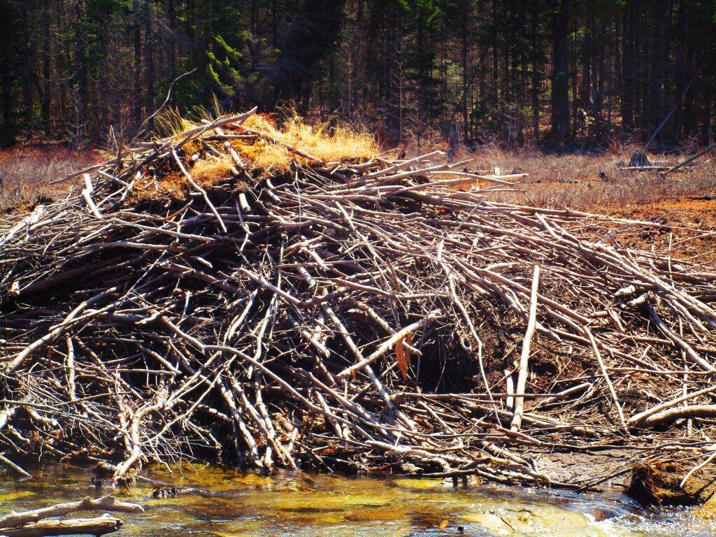 Photo: Beaver Lodge Photo: Beaver Lodge