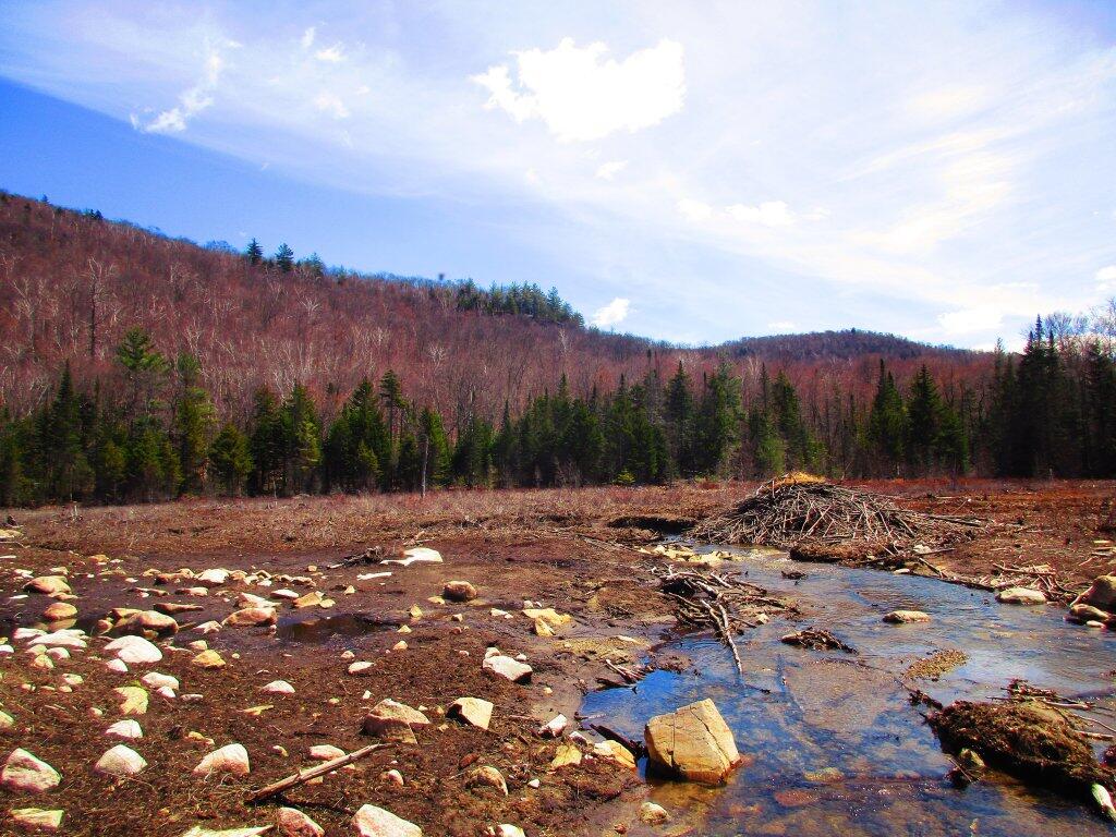 Photo: Former Swamp Below Eagle Pond Photo: Former Swamp Below Eagle Pond