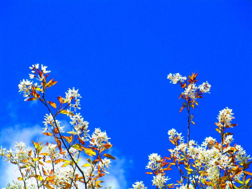 Photo: Blossums Photo: Blossums