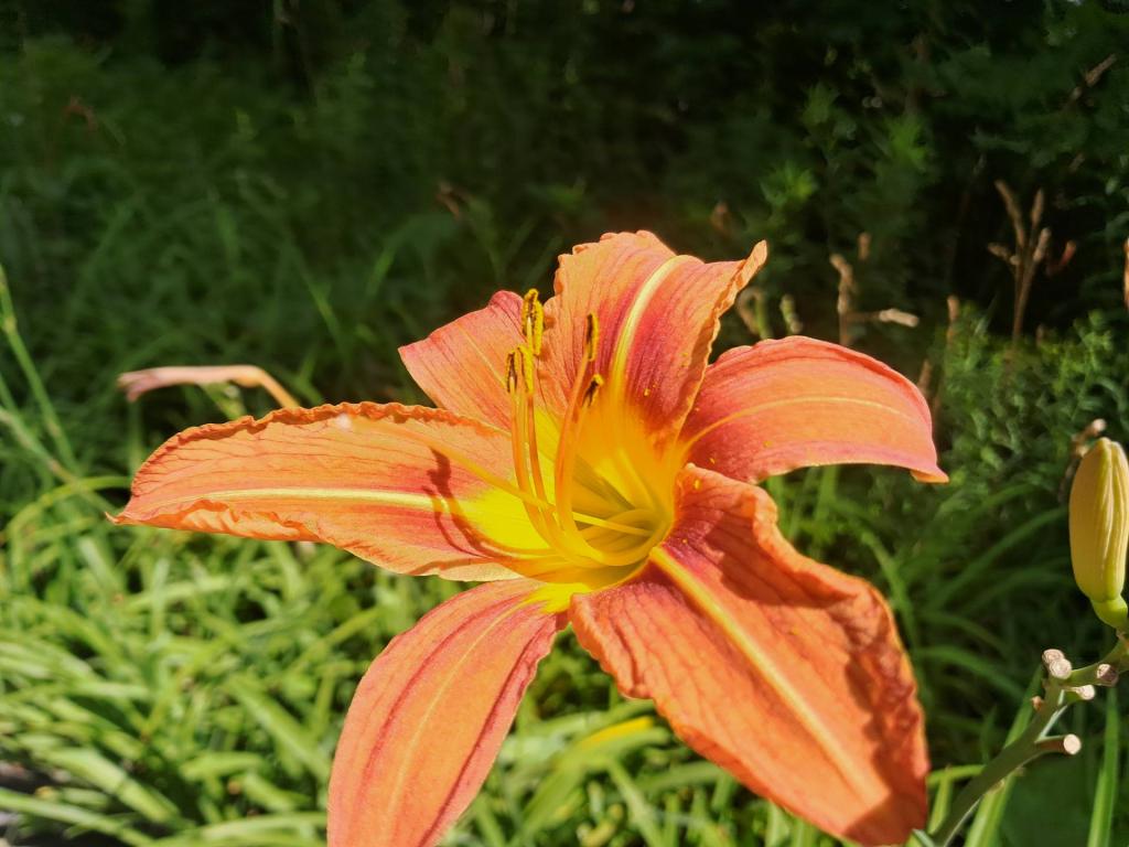 Photo: Roadside Lily [Expires August 7 2026]