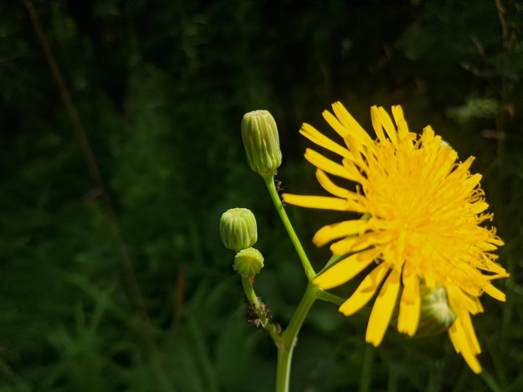 Photo: Sow Thistle [Expires August 7 2026]