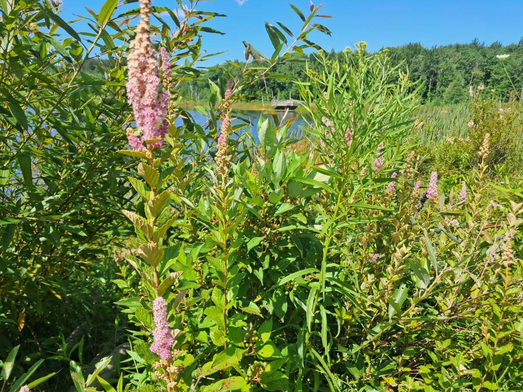 Photo: Steeplebush [Expires August 7 2026]