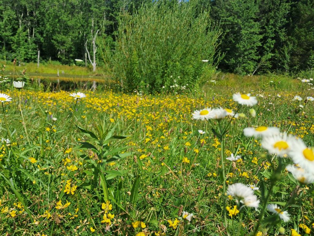 Photo: Fleabane at Looking Glass Pond [Expires August 7 2026]