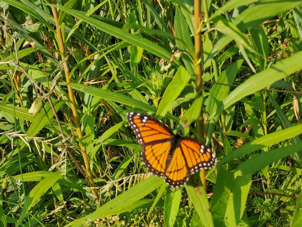 Photo: Viceroy [Expires August 7 2026]