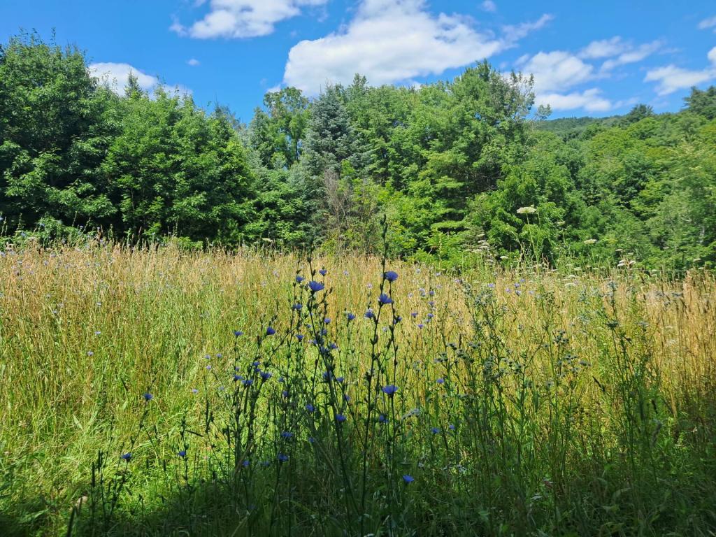 Photo: Field [Expires August 7 2026]