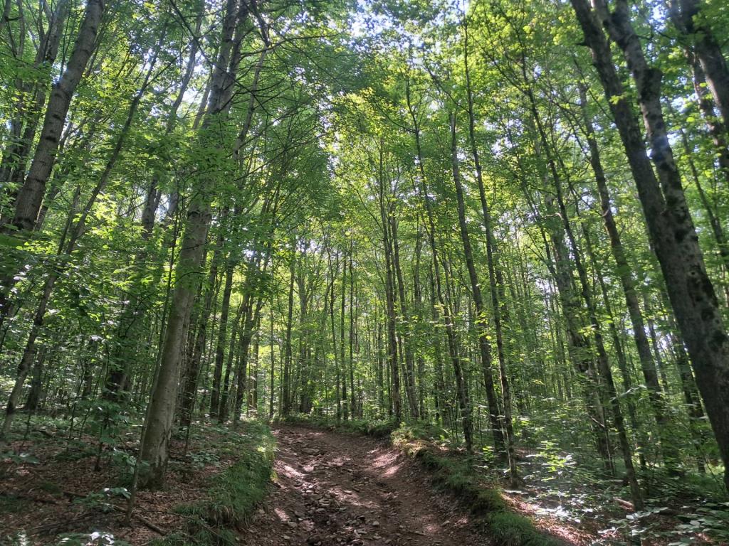 Photo: Rutted