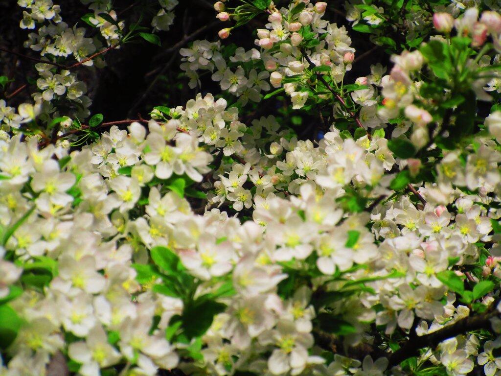Photo: Apple Blossoms Photo: Apple Blossoms