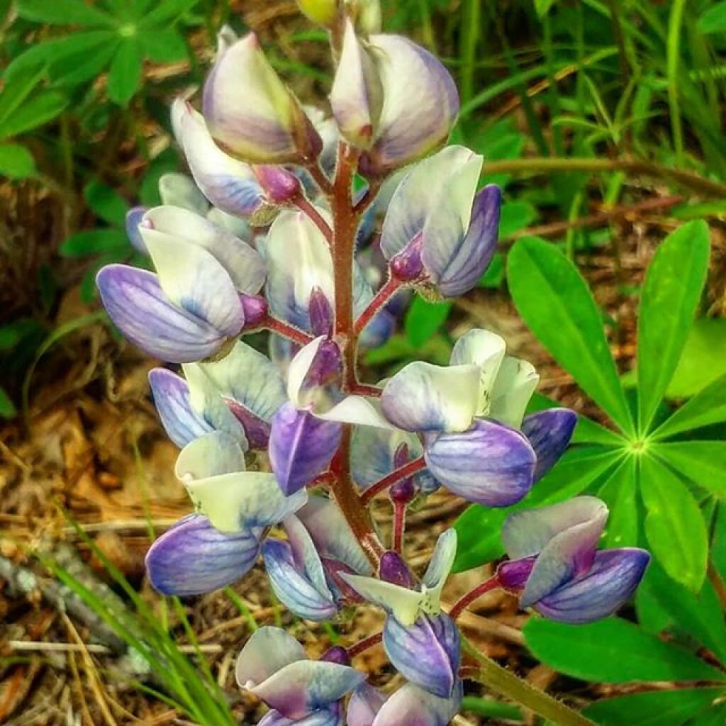 Photo: Lupine Photo: Lupine