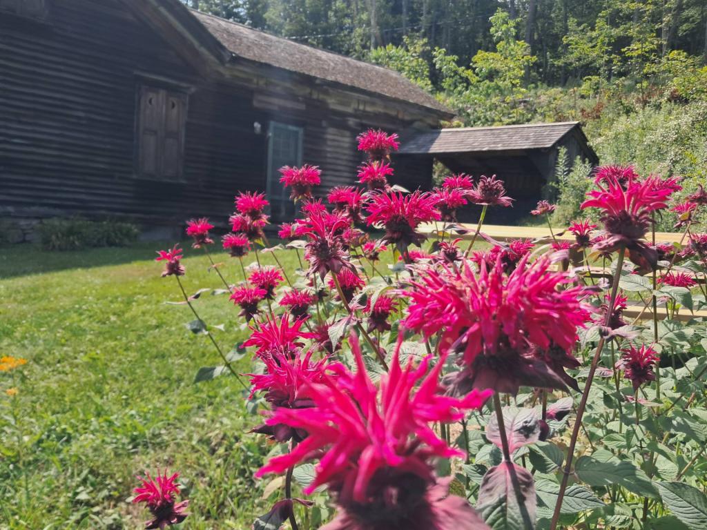 Photo: Bee Balm [Expires August 8 2026]