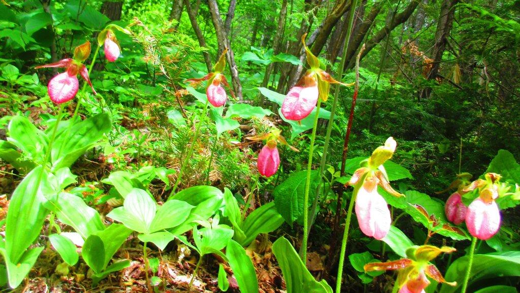 Photo: Enough Lady Slippers For A Foot Fetish