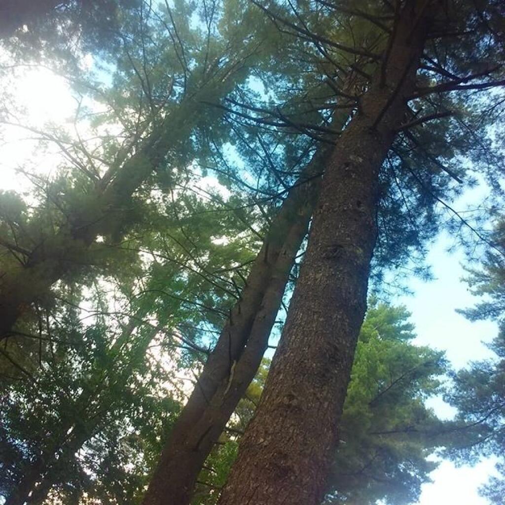 Photo: Big ol pines Photo: Big ol pines