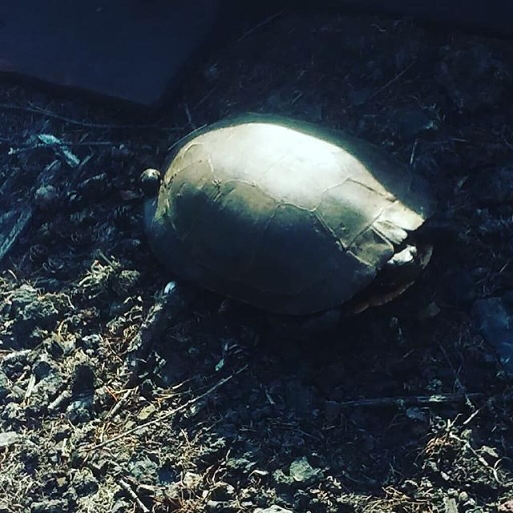 Photo: Turtle Photo: Turtle