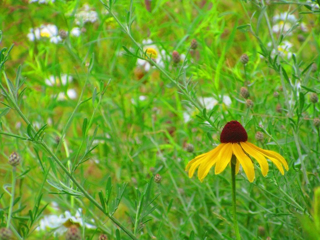 Photo: Black Eye Susan Photo: Black Eye Susan
