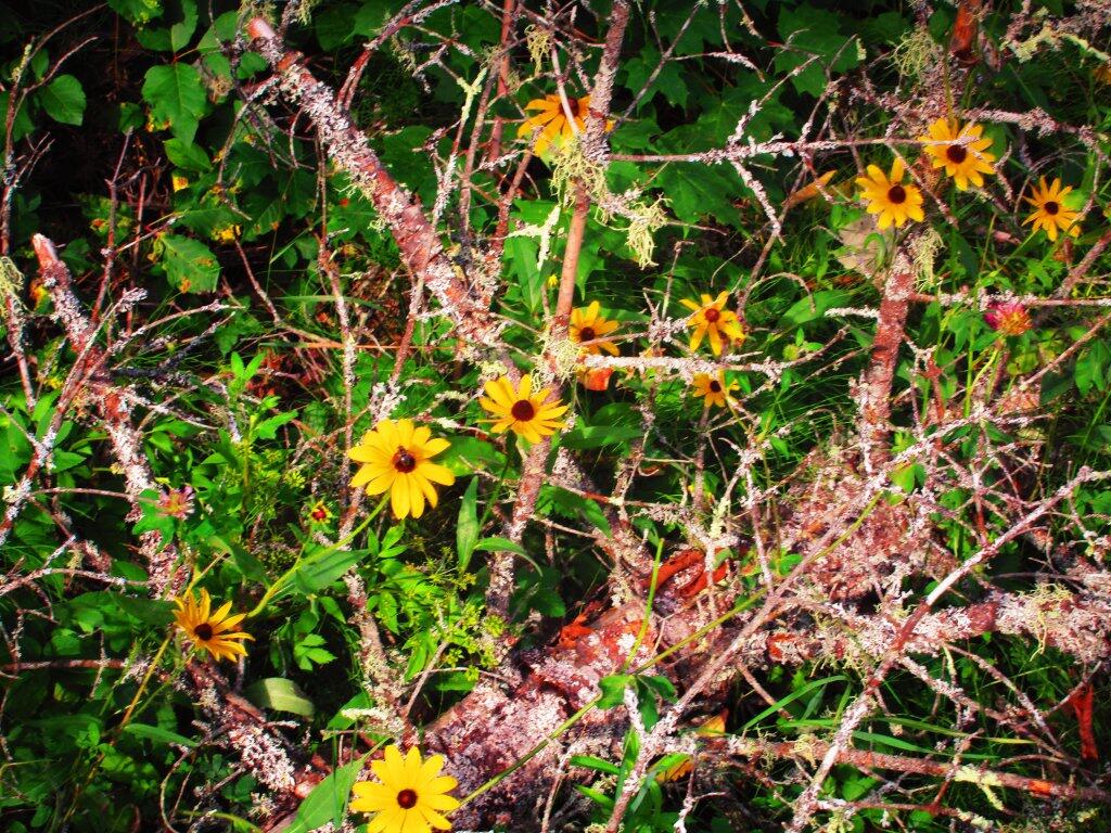 Photo: Branch Photo: Branch