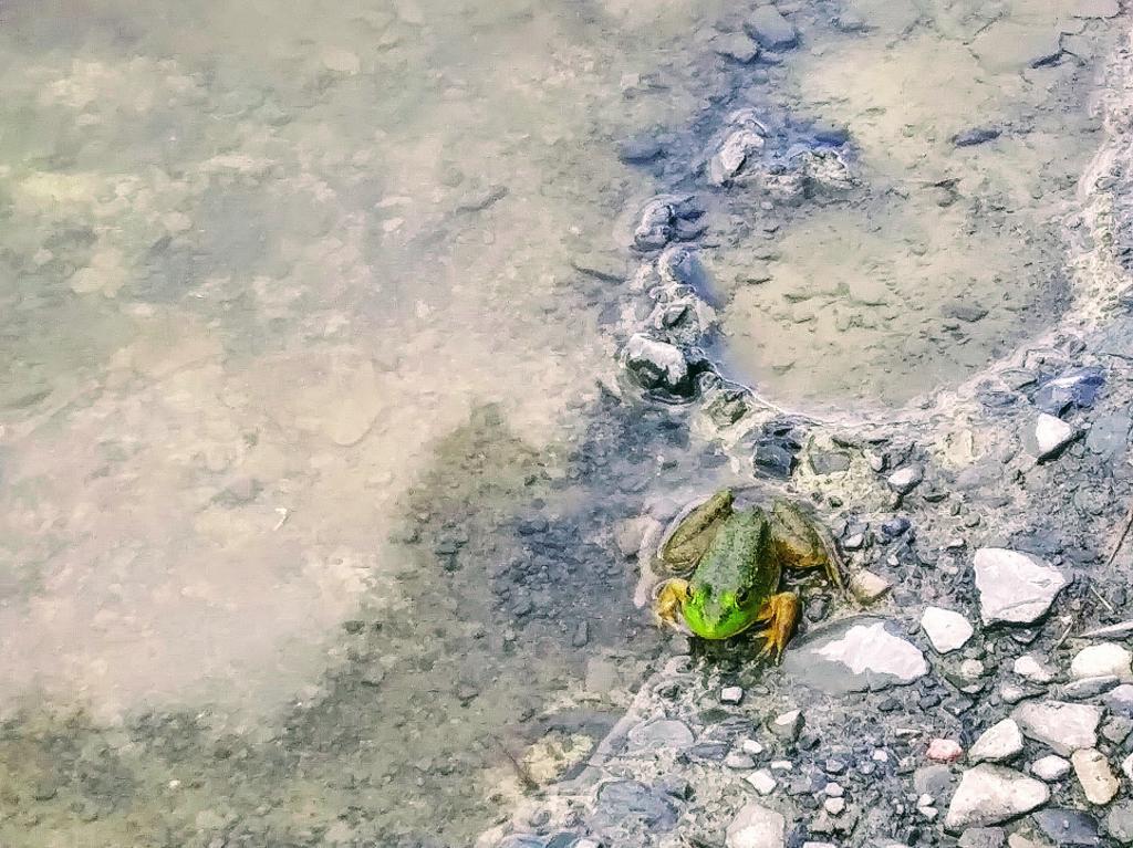 Photo: Frog 🐸 Photo: Frog 🐸