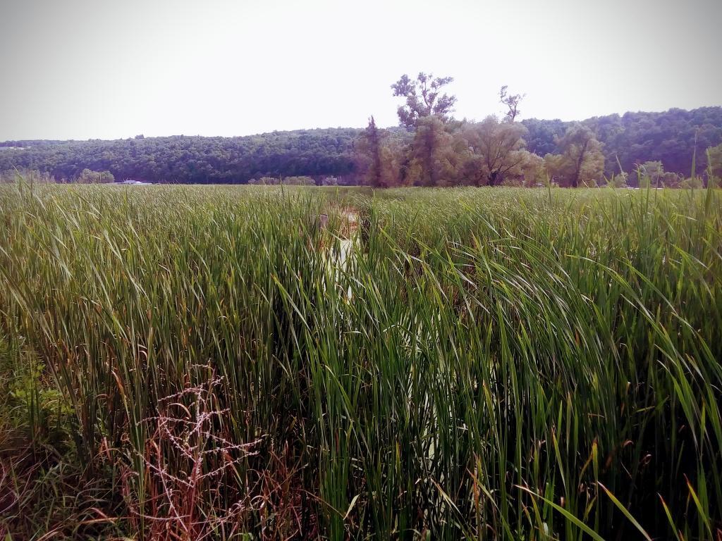 Photo: The old name is Bad Indian Swamp, now called  Catherine Creek Marsh