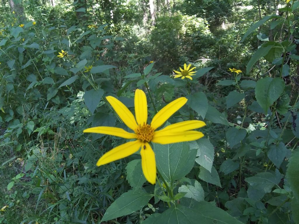 Photo: Flower