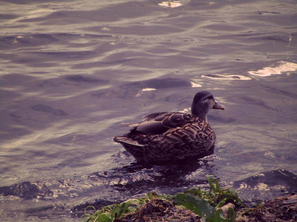 Photo: Duck Photo: Duck