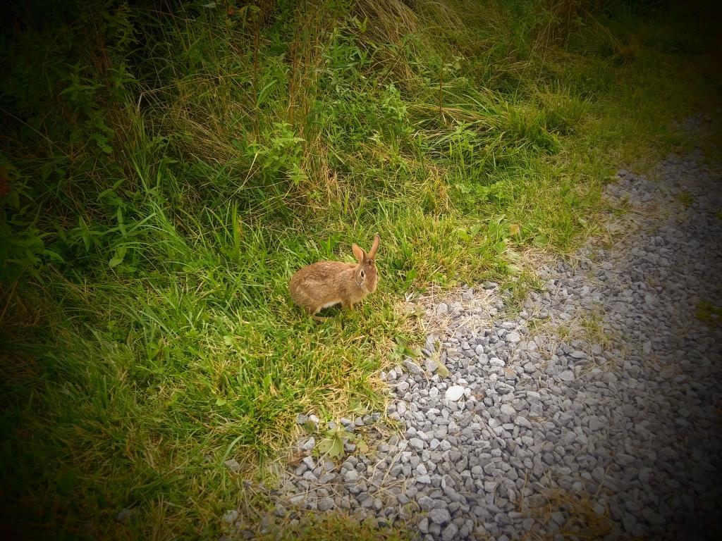 Photo: Rabbit 🐰 Photo: Rabbit 🐰