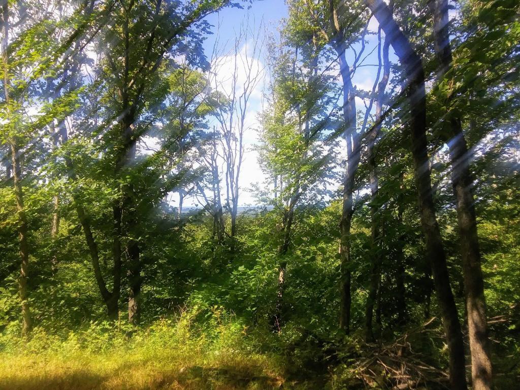Photo: Clear cut has all but reverted back to woods π²π²π² Photo: Clear cut has all but reverted back to woods π²π²π²
