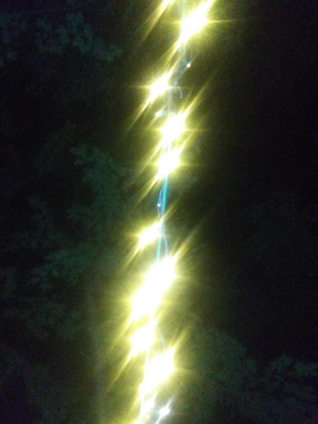 Photo: Looking up from the hammock