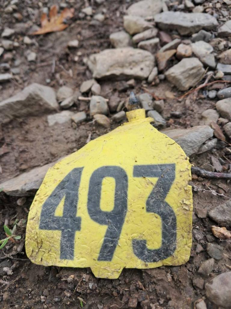 Photo: 493 [Expires August 16 2026]