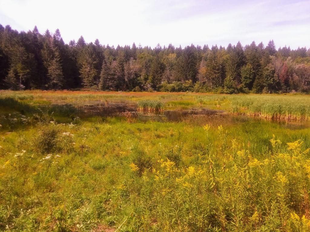 Photo: Pond Photo: Pond