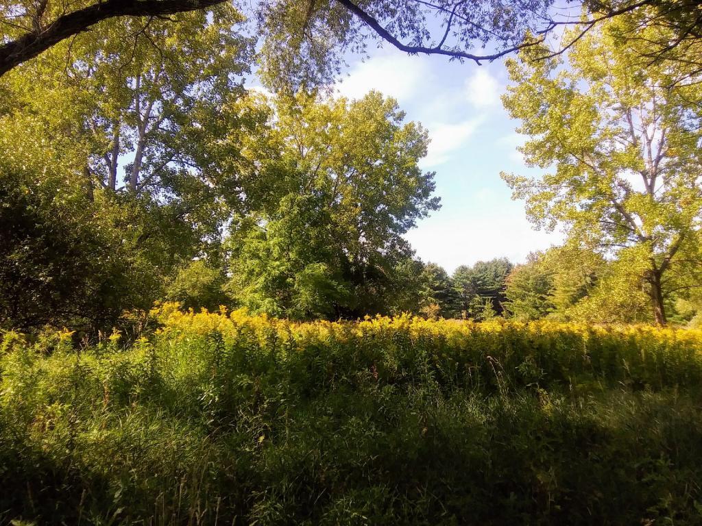 Photo: Golden Rod adds a lot of color to the September landscape Photo: Golden Rod adds a lot of color to the September landscape