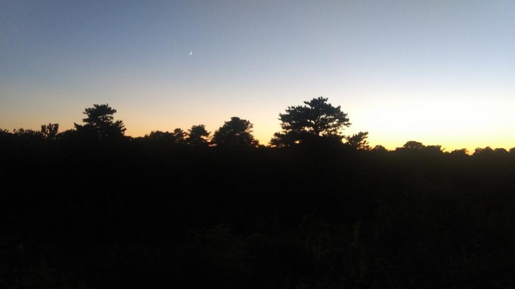 Photo: Dusk in the Albany Pine Bush Photo: Dusk in the Albany Pine Bush