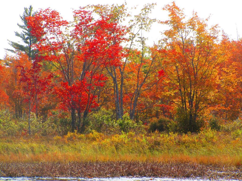 Photo: Red Maples Photo: Red Maples