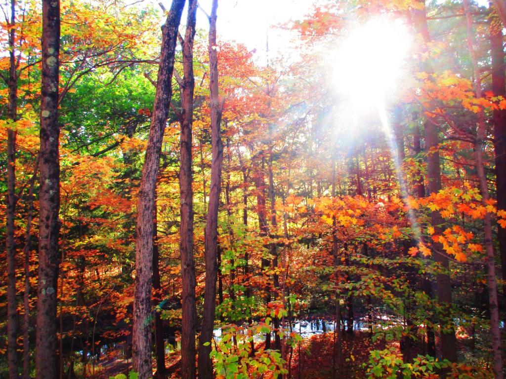 Photo: Autumn Colors By the Vlomans Kill Photo: Autumn Colors By the Vlomans Kill