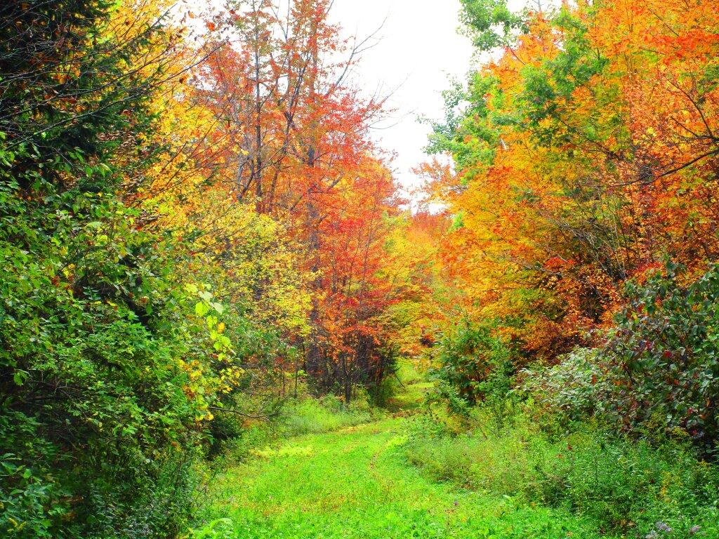 Photo: Nice Colors On Upper Beaver Road Photo: Nice Colors On Upper Beaver Road