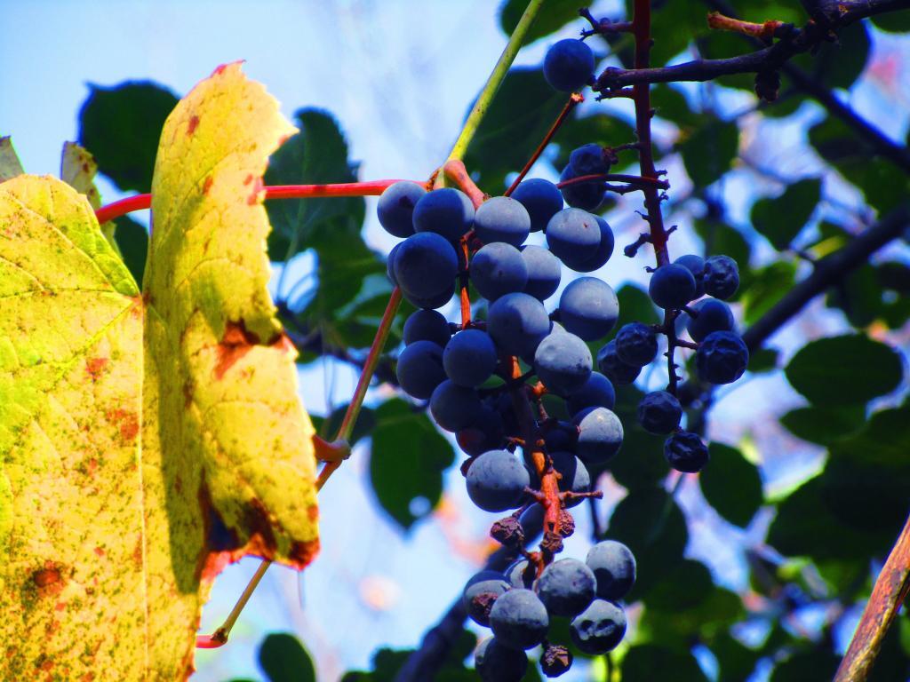 Photo: Wild Grape Photo: Wild Grape