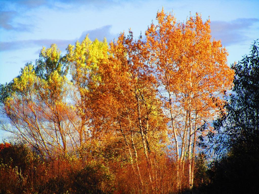 Photo: Birch Photo: Birch