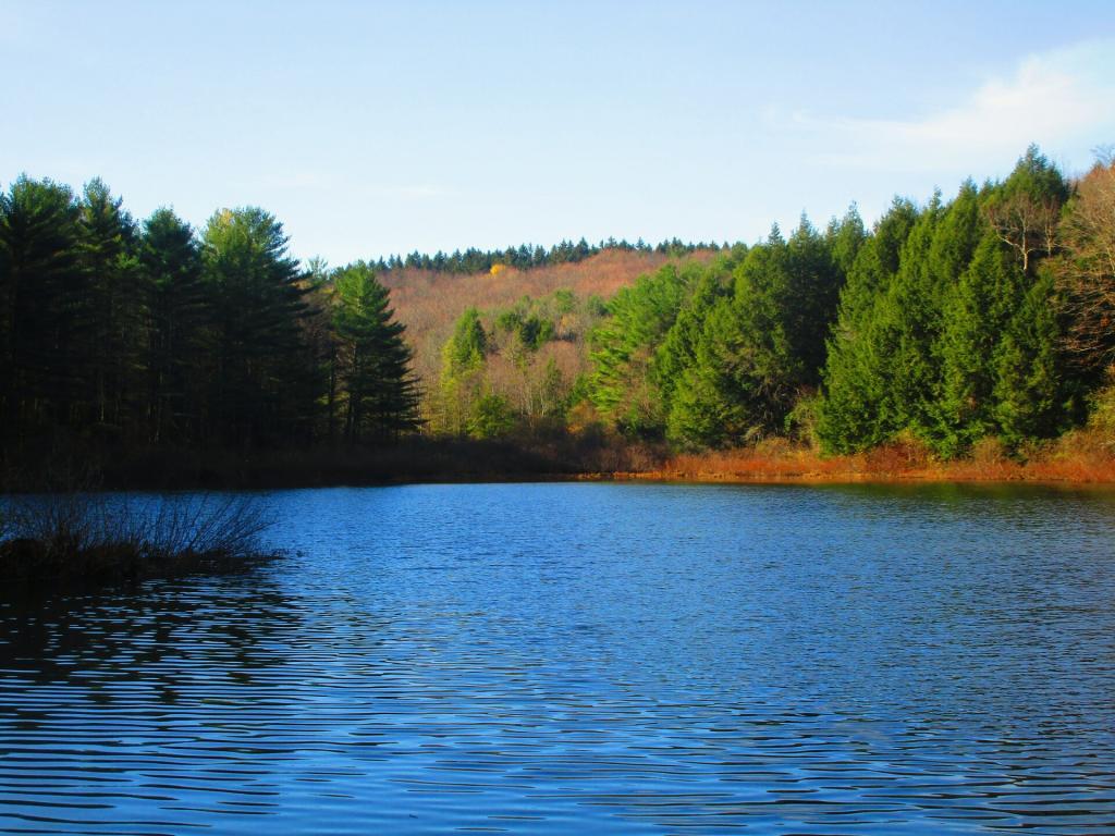 Photo: Another little wildlife pond near the main one Photo: Another little wildlife pond near the main one