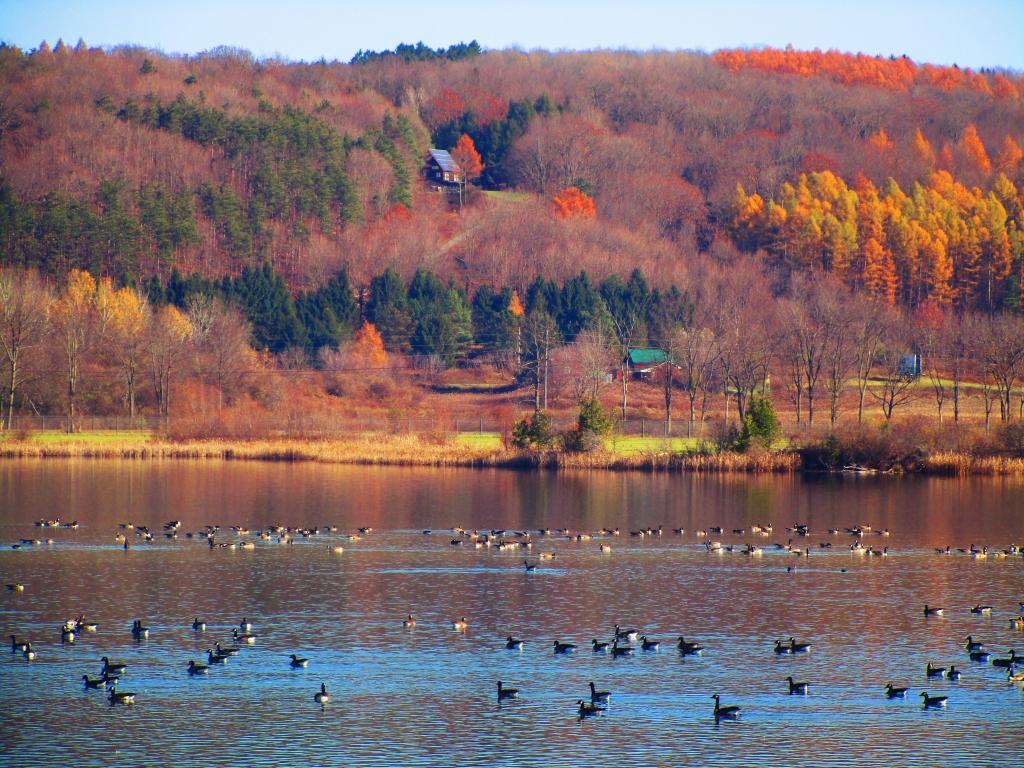 Photo: Lots of Geese on Woodsman Pond Photo: Lots of Geese on Woodsman Pond