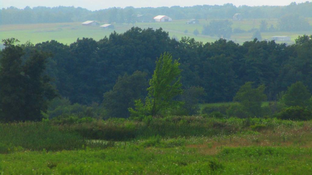 Photo: Humid Afternoon in the National Forest
