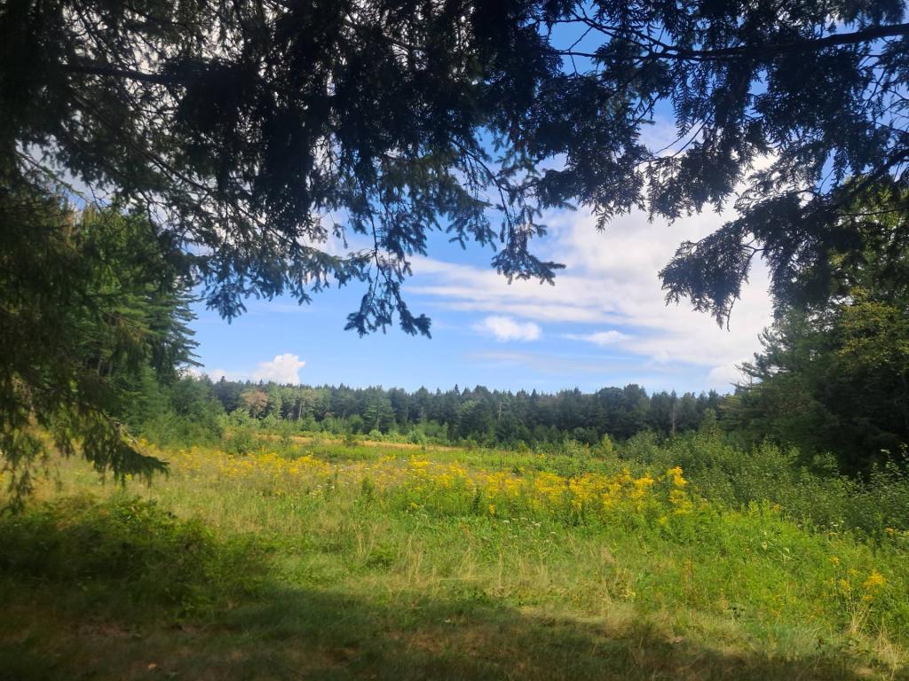 Photo: Duck Pond [Expires August 29 2026]